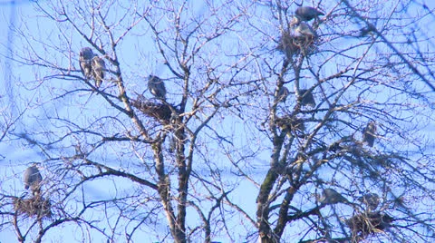 Great Blue Herons #7 Stockbeeldmateriaal 22822512