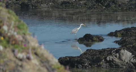 Great Blue Heron's Fast Strike Catches Fish in Fort Bragg Tide Pool Stock Footage 319345040