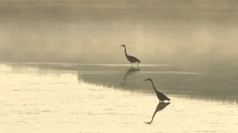Great Blue Herons Stock Footage 8991555