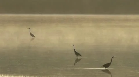 Great Blue Herons Stock Footage 8991558