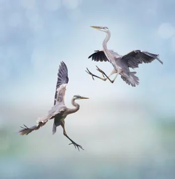 Great Blue Herons Stock Photos