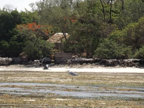 Great Blue herons Stock Photos