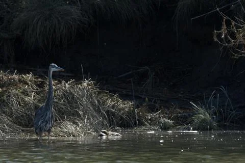 Great Blue Herron Foto stock