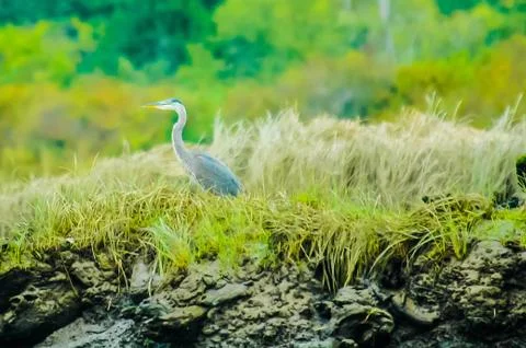 Great Blue Herron Stock Photos