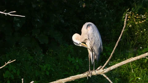 Great BlueHeron Preening Feathers Stock Footage 158062813