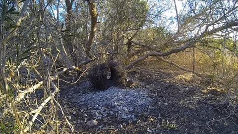 Great Bower bird dancing Stock Footage 106491572