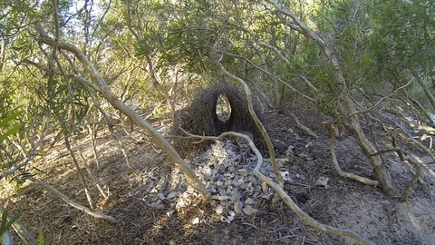 Great Bower Bird, inside bower Stock Footage 106484148
