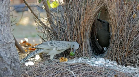 Great bowerbirds at bower Video stock 52497219