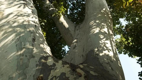 Great Branches Of Old Tree In Park In Vienna Stock Footage 116623685