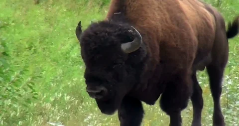 Great Bufalo Walking Stock Footage 108928580