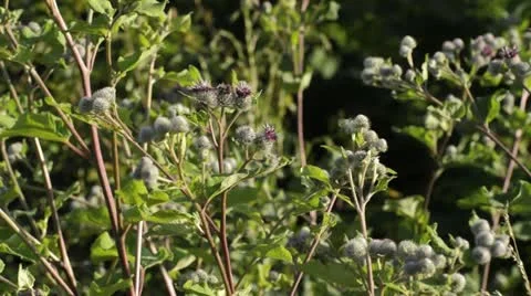 Great burdock (Arctium lappa) Stock Footage 16731957