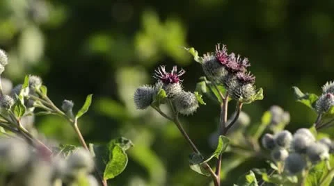 Great burdock (Arctium lappa) Stock Footage 16732035