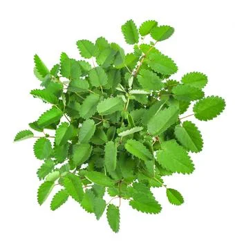 Great Burnet Stock Photos