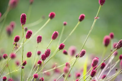 Great burnet Sanguisorba officinalis Large stand in full bloom in the light of Stock Photos
