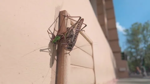 Great bush-crickets with long wings reproducing on wall at grasshopper Invasion Stock Footage 337909633