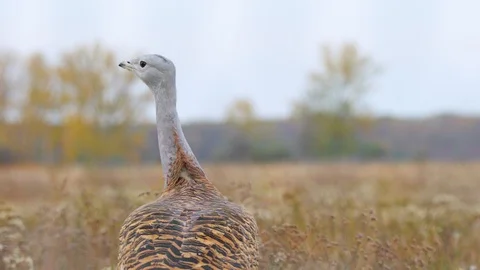 Great bustard (Otis tarda) checking around Stock Footage 97501630
