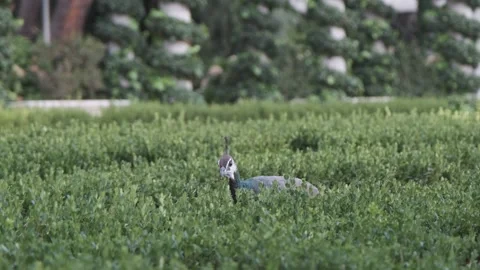 Great bustard walking through green field with trees Vidéo 332018765