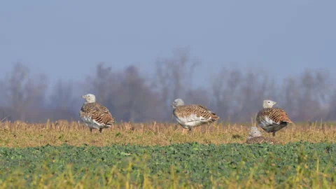 Great bustards on a field in winter Stock Footage 168413075