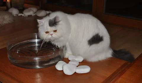 Great cat Foto stock