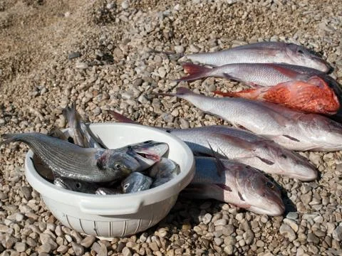 Great catch of fish Stock Photos