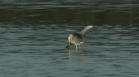 Great catch for heron! Stock Footage 11199125