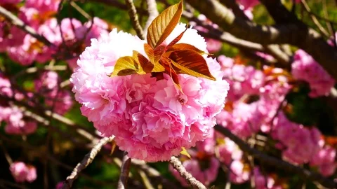 Great cherry blossom: Stockbeeldmateriaal 80149182