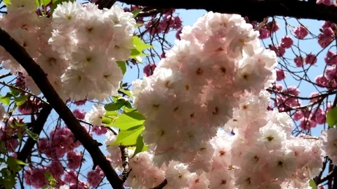 Great cherry blossom: Stockbeeldmateriaal 80149882