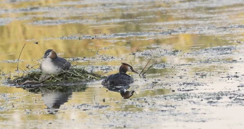 Great chested grebe at nest Stock Footage 102946427