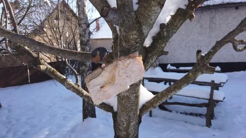 Great chickadee feeding on pork fatback in snowy winter garden Stock Footage 340251507