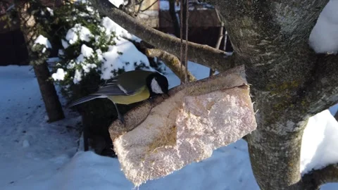 Great chickadee feeding on pork fatback in snowy winter garden Stock Footage 340251509