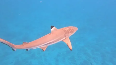 Great close up of sharks in Bora-Bora - Snorkeling with sharks Stock-Footage 154183383