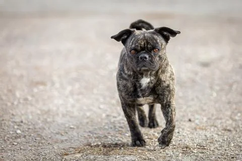 Great coat pattern Stock Photos