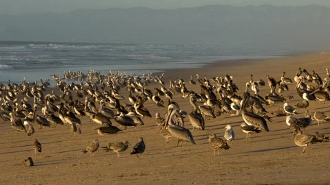 Great colony of birds on the beach at sunset. Brown pelicans and seagulls. Stock Footage 220163876
