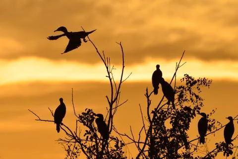 Great cormorant  in the backlight Stock Photos