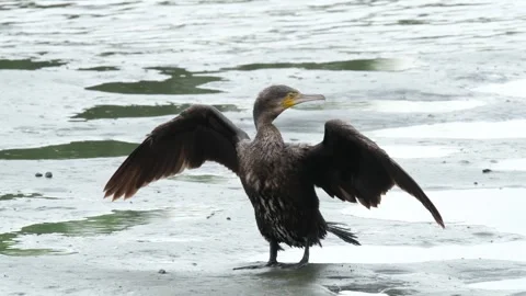 Great cormorant bird Stock Footage 286798396