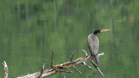 Great cormorant bird perched under lake. Static view 動画素材 118764765