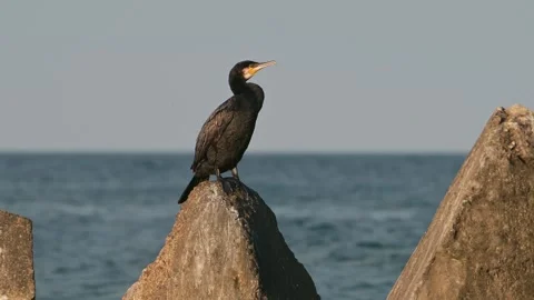 Great Cormorant Bird Standing on Concrete Breakwater with Sea Background Stock Footage 339780512