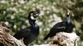 Great cormorant birds sitting on sunny tree trunk with green bokeh background 4k or 4k+ Resolution