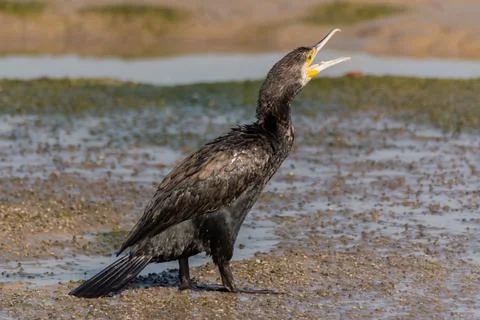 Great cormorant calling Stock Photos