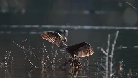 Great Cormorant Drying Feathers After Fishing in Slow Motion Close up Stock Footage 344862989