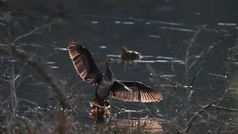 Great Cormorant Drying Feathers After Fishing in Slow Motion Stockbeeldmateriaal 344863027