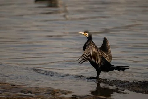 Great cormorant drying itself with it's wings open while standing on the la.. Stock Photos