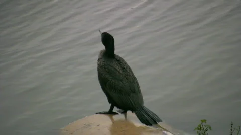 Great Cormorant Video stock 284732
