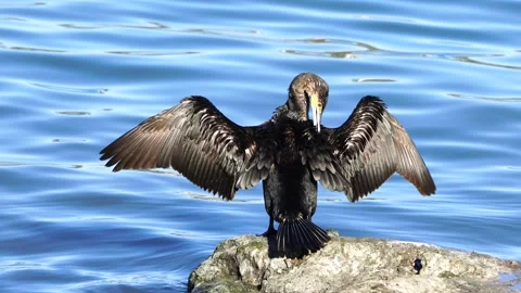 Great Cormorant Vídeo Stock 334739561