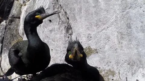 Great Cormorant nesting closeup 01 스톡 동영상 42940972