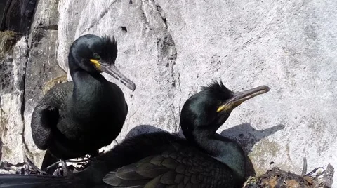 Great Cormorant nesting closeup 02 스톡 동영상 42941029