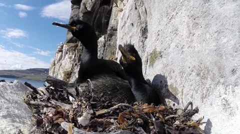 Great Cormorant nesting closeup 03 스톡 동영상 42941036