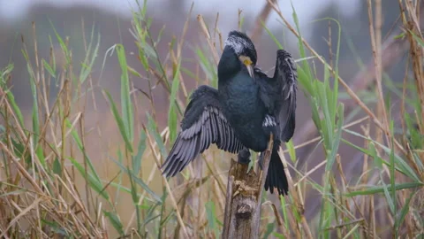 Great Cormorant with outstretched wings drying and cleaning its feathers Stock Footage 232123233
