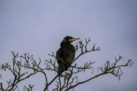 Great Cormorant Perched on a Bare Tree Branch Stock Photos