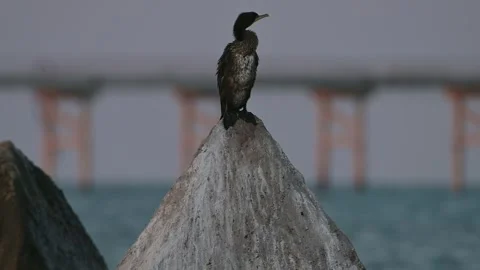 Great Cormorant Perched on Concrete Post with Pier Background in Evening Light Stock Footage 339779953